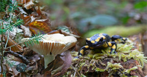 paddestoel vuursalamander