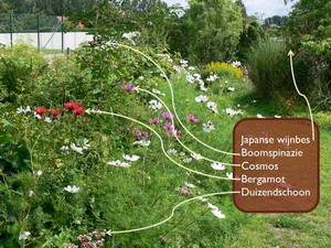 eetbare planten