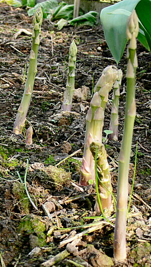 Groene asperges