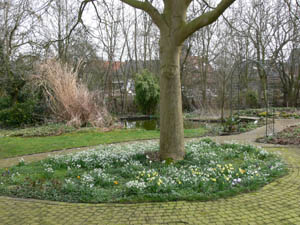 bloembollen