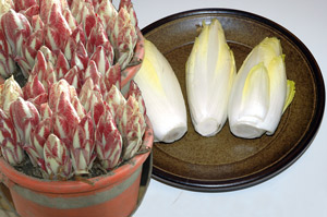rood witloof en wit