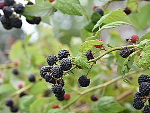 zwarte framboos